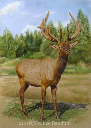 Velvet Wapiti - 76 hours
Sand Pastelmat Board
26.5" x 19"
Ref: My own photo Velvet Wapiti - 76 hours
Sand Pastelmat Board
26.5" x 19"
Ref: My own photo